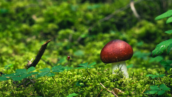 Kenai - mushroom